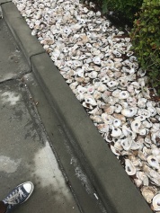 Oyster shell landscaping